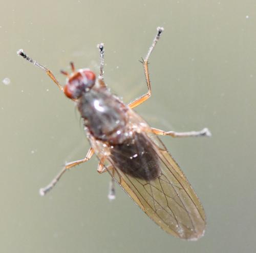 Dryomyza flaveola
