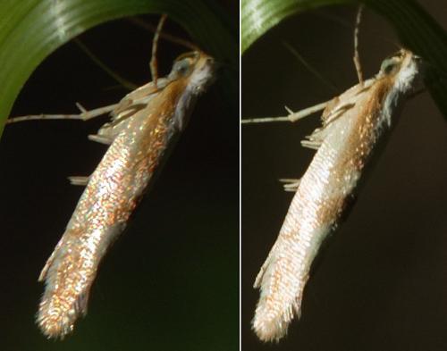 Réf. 244 500 : Argyresthia sp.