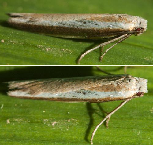 Réf. 244 803 : Pleurota aristella
