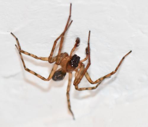 Amaurobius similis