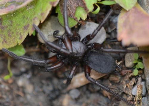 Gnaphosa Sp Gnaphosa En Grand Nombre Le Monde Des Insectes