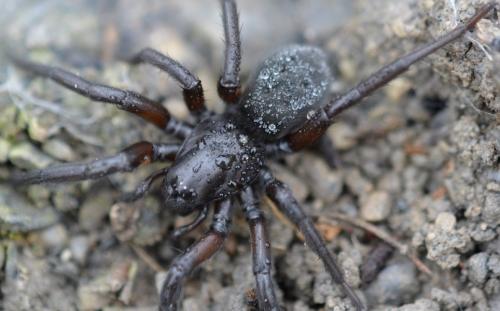 Gnaphosa Sp Gnaphosa En Grand Nombre Le Monde Des Insectes