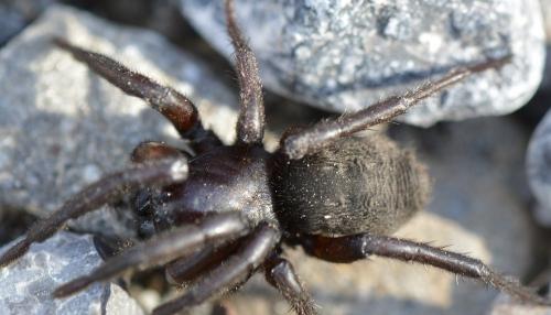 Gnaphosa Sp Gnaphosa En Grand Nombre Le Monde Des Insectes