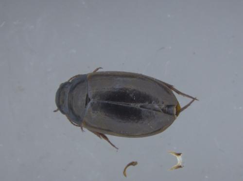 Réf. 244 246 : Agabus lapponicus