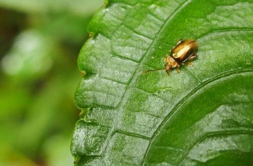 Physoma sp.