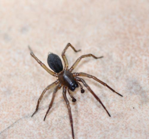 Réf. 244 235 : Inermocoelotes inermis