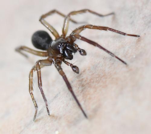 Réf. 244 234 : Inermocoelotes inermis