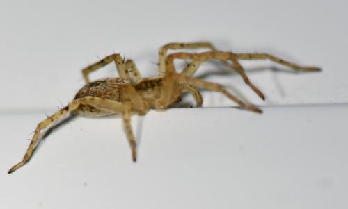 Réf. 244 781 : Anyphaena accentuata