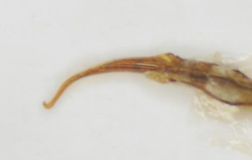 Réf. 244 202 : Eutrichapion hydropicum