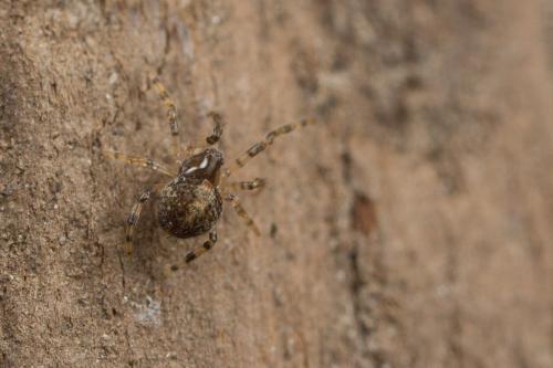 Theridion sp.
