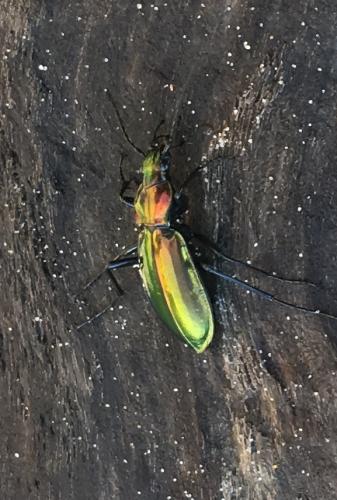 Réf. 244 816 : Carabus splendens