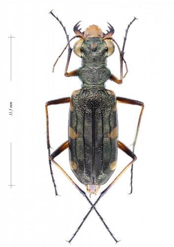 Caledonica lunigera