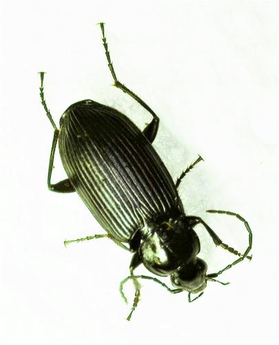 Réf. 244 994 : Agonum sp.