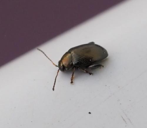 Réf. 244 601 : Chaetocnema sp.