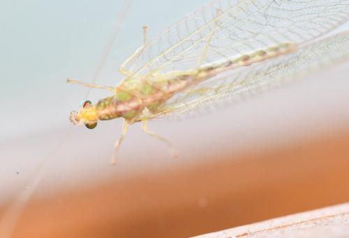 Réf. 244 567 : Chrysoperla affinis