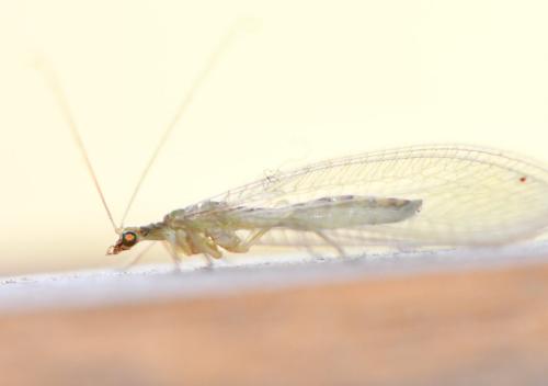 Réf. 244 566 : Chrysoperla affinis