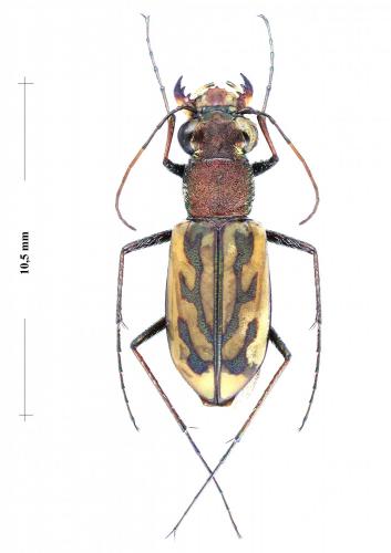 Réf. 244 989 : Lophyra senegalensis