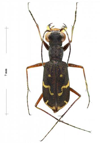 Brasiella argentata