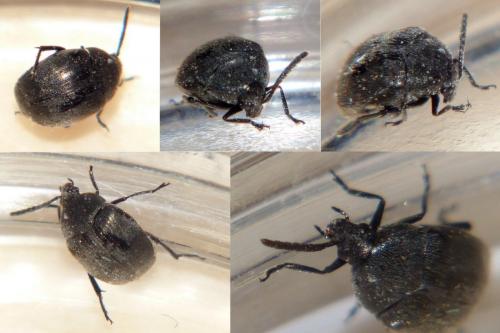 Réf. 244 490 : Spermophagus sp.