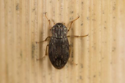 Helophorus sp.