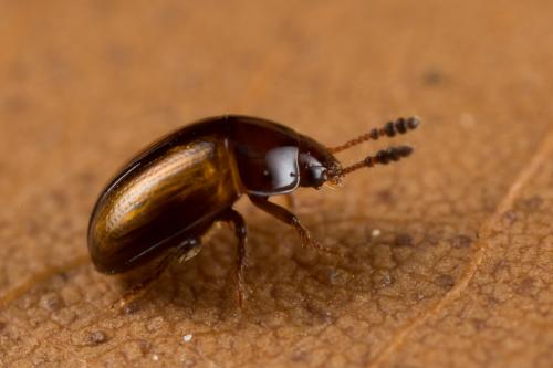 Réf. 244 569 : Leiodes sp.