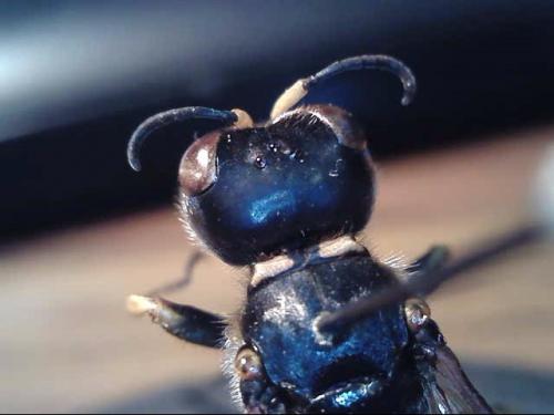 Réf. 244 517 : Ectemnius fossorius