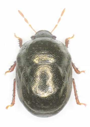 Réf. 244 441 : Thyreocoris scarabaeoides