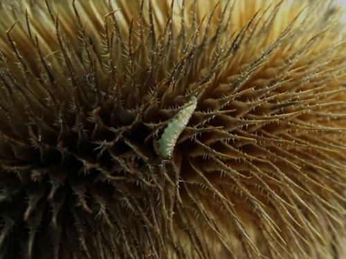 Réf. 244 860 : Cochylis roseana
