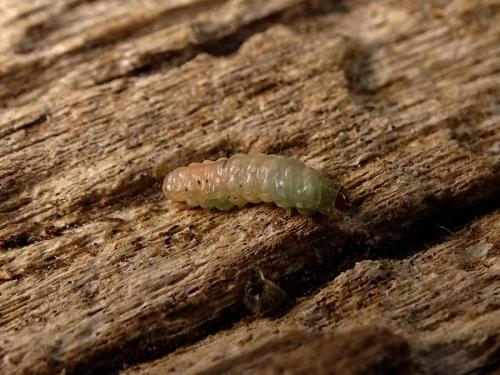 Cochylis roseana
