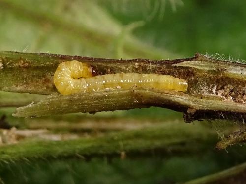 Réf. 244 738 : Endothenia sp.