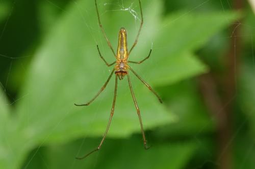 Tetragnatha sp.