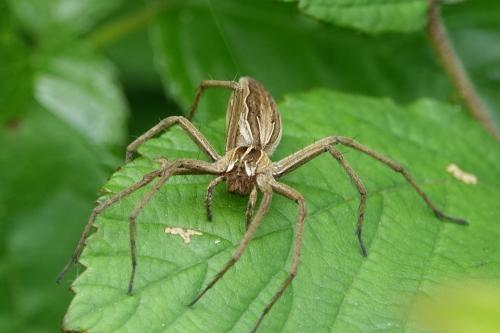 Réf. 244 178 : Pisaura mirabilis