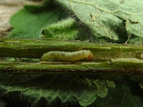 Réf. 244 965 : Endothenia nigricostana
