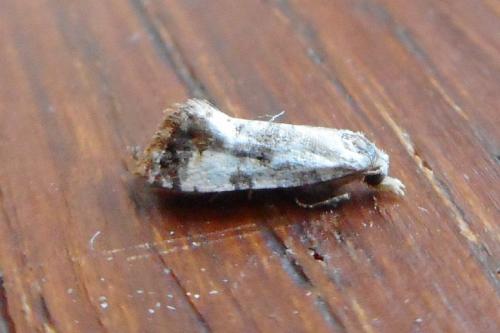 Réf. 244 170 : Cochylis hybridella