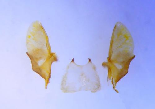 Epirrita autumnata