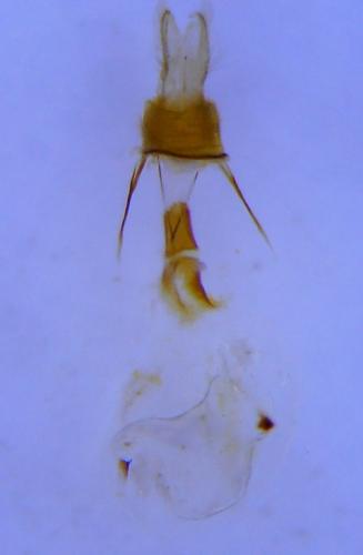 Epirrita sp.