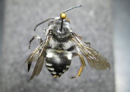 Réf. 244 797 : Ammobatoides scriptus