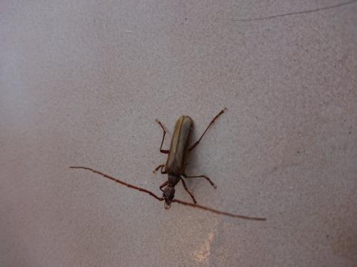 Réf. 244 533 : Vesperus strepens