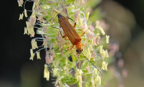 Oedemera podagrariae