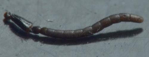 Réf. 244 698 : Heriades crenulata