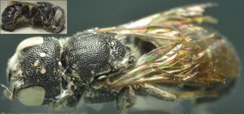 Heriades crenulata