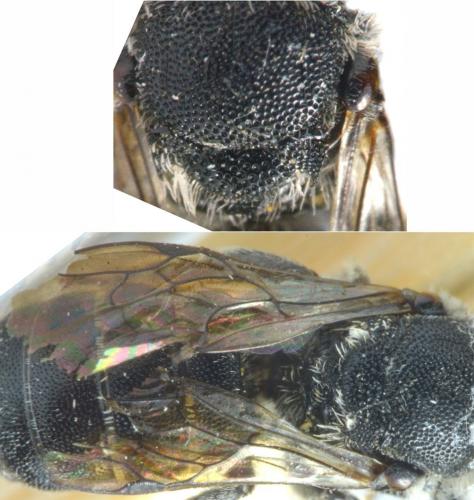 Réf. 244 697 : Heriades crenulata