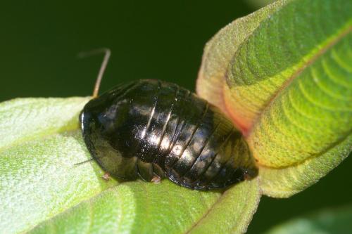 Réf. 244 869 : Perisphaerus sp.