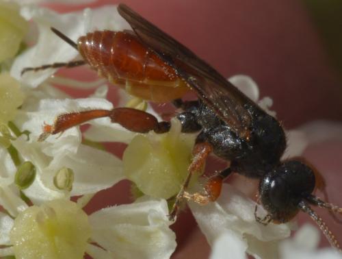Glyphicnemis vagabunda