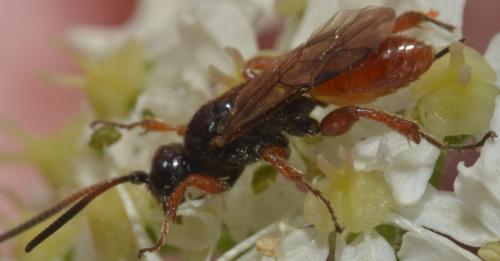 Glyphicnemis vagabunda
