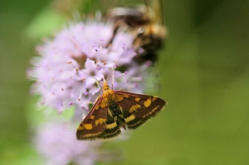 Réf. 244 758 : Pyrausta purpuralis
