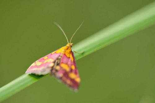 Réf. 244 759 : Pyrausta purpuralis