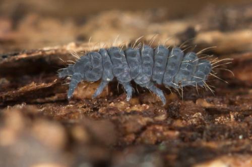 Deutonura monticola