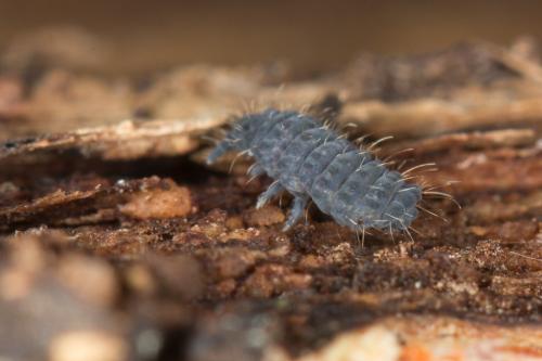 Deutonura monticola