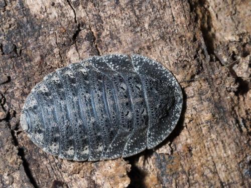 Derocalymma sp.
